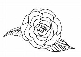 Rose 7